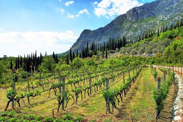 Wine Tour - Pelješac